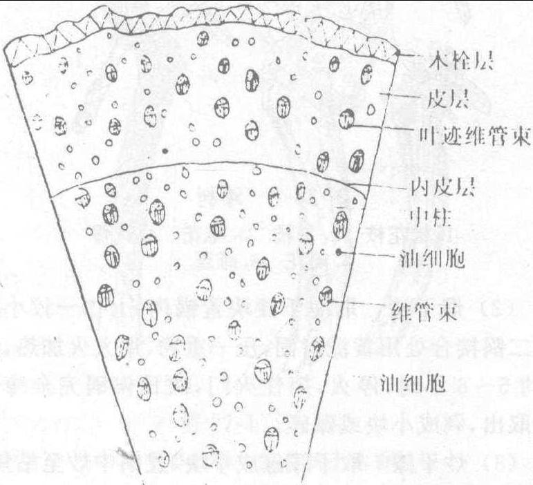 生姜油细胞图图片